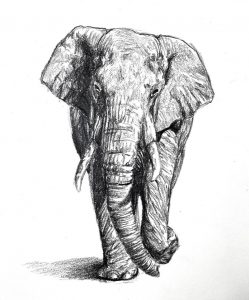 Drawing an Elephant with Pencil – Timed Drawing Exercise