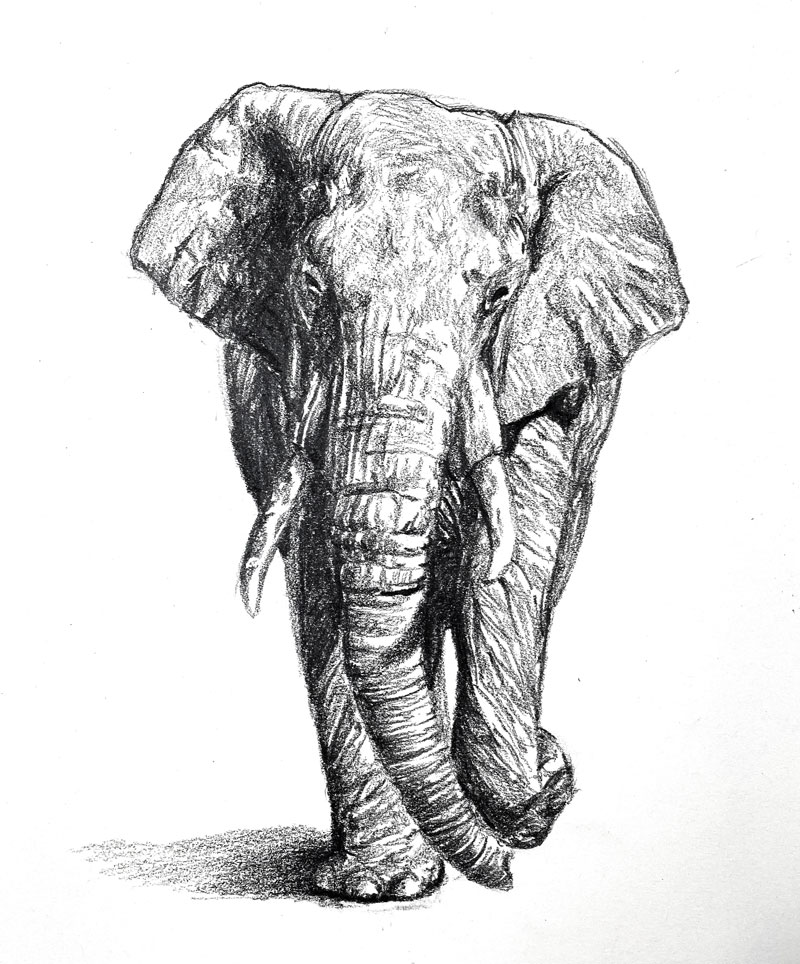 elephant drawing realistic