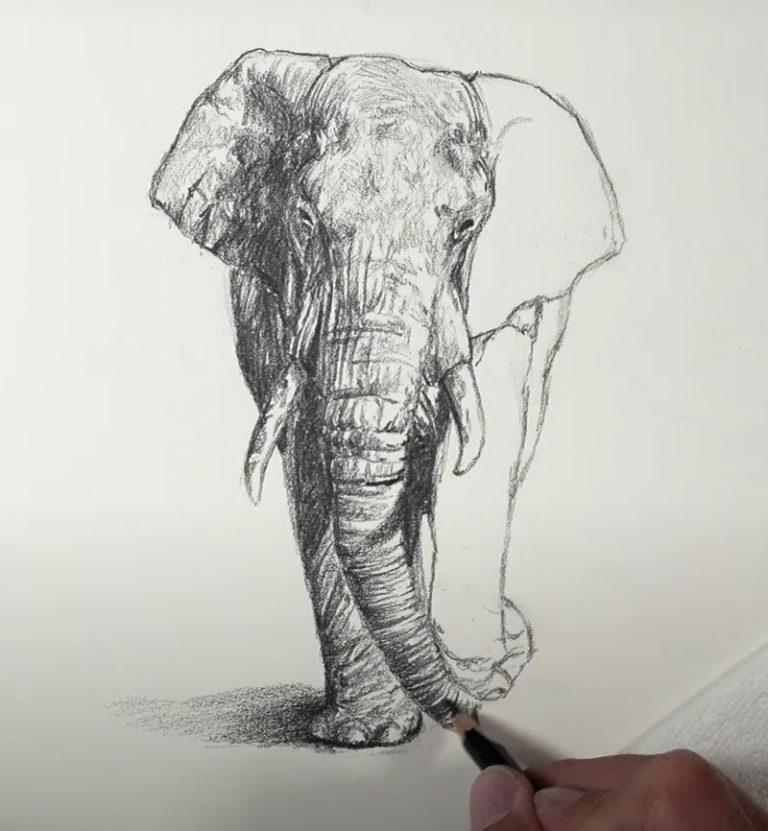 Drawing an Elephant with Pencil – Timed Drawing Exercise