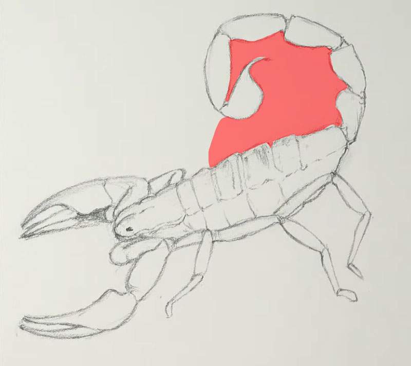 Negative space between the body and tail of the scorpion