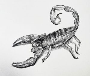 How to Draw a Scorpion – Timed Drawing Exercise