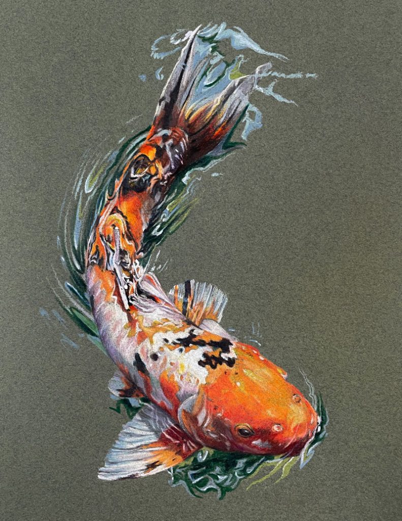 How to Draw a Koi Fish with Colored Pencils