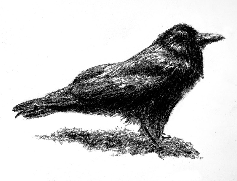Drawing of a Crow with carbon pencil on stipple paper