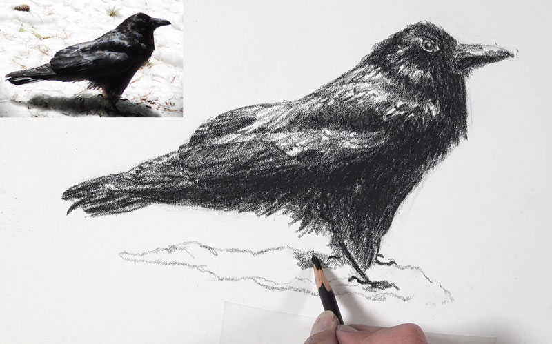 drawing cast shadow under the body of the crow