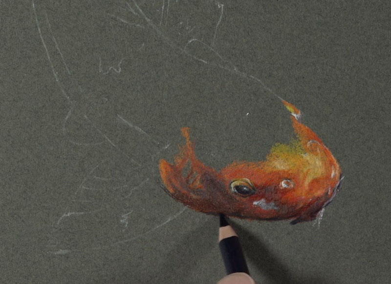 Drawing the head of the koi fish