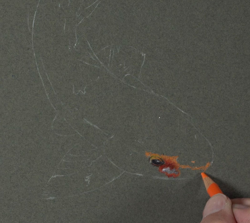 How to Draw a Koi Fish with Colored Pencils