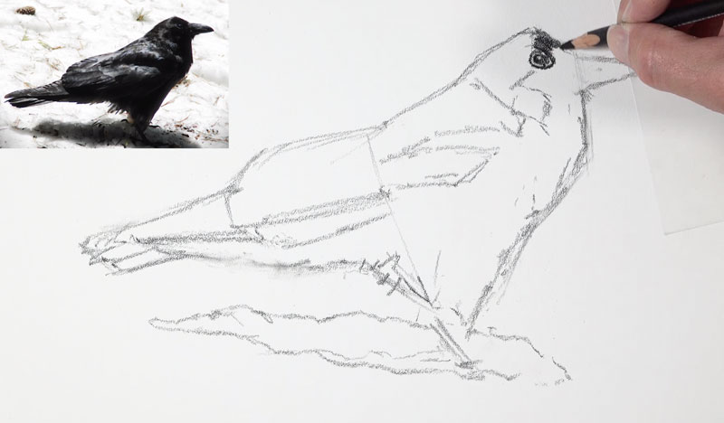 Drawing lines for darker values on the body of the crow