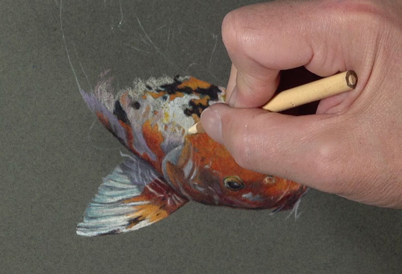 Drawing the body of the Koi fish
