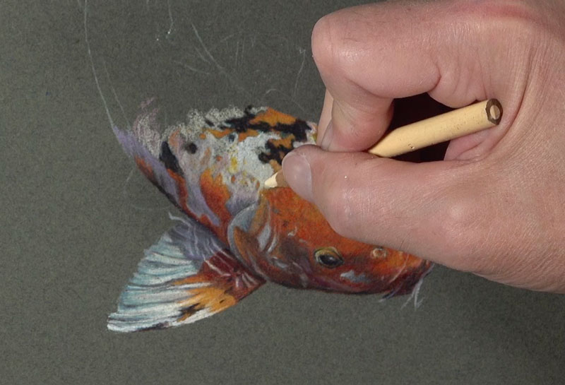 How to Draw a Koi Fish with Colored Pencils