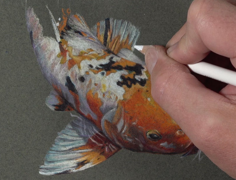 Drawing the second fin of the fish