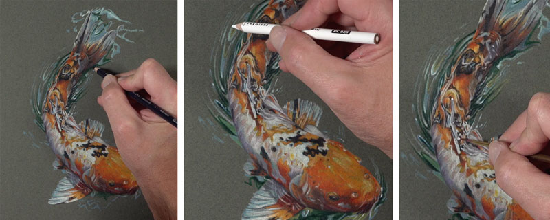 koi fish drawing color