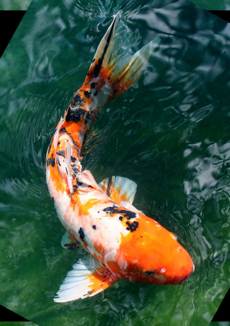 realistic koi fish drawing color