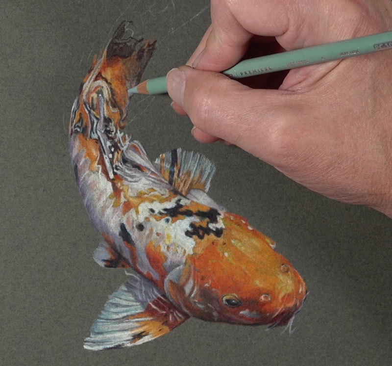 Drawing the lower part of the body of the Koi fish