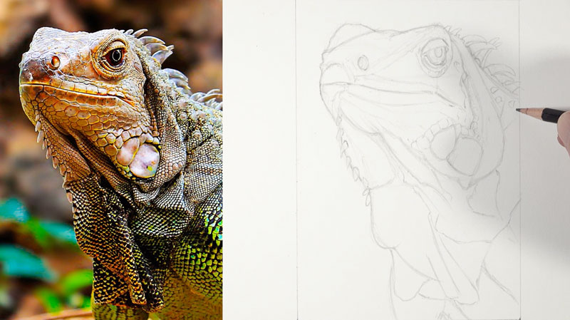 Sketching the Iguana with pencil