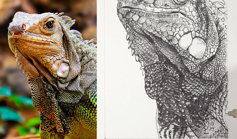 Finishing the drawing of the iguana with pen and ink