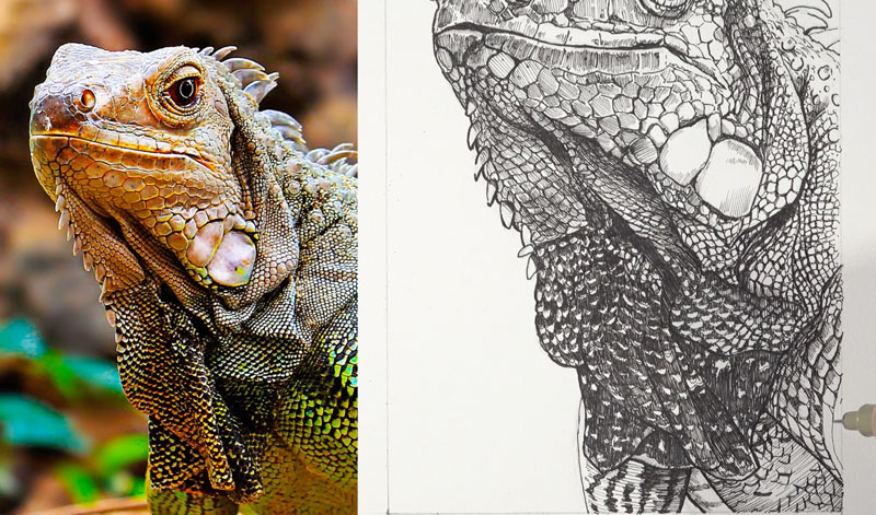 Finition du dessin de l'iguane à la plume et à l'encre