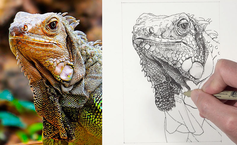 Drawing textures on the body of the iguana