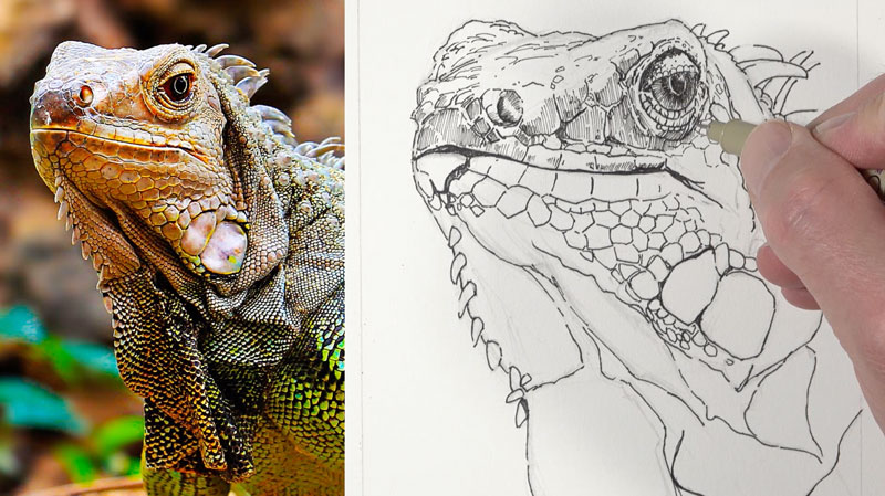 Drawing the eye of the iguana with pen and ink