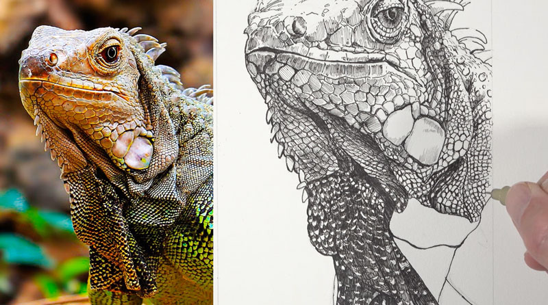 Drawing the scale texture of the body of the iguana with pen and ink