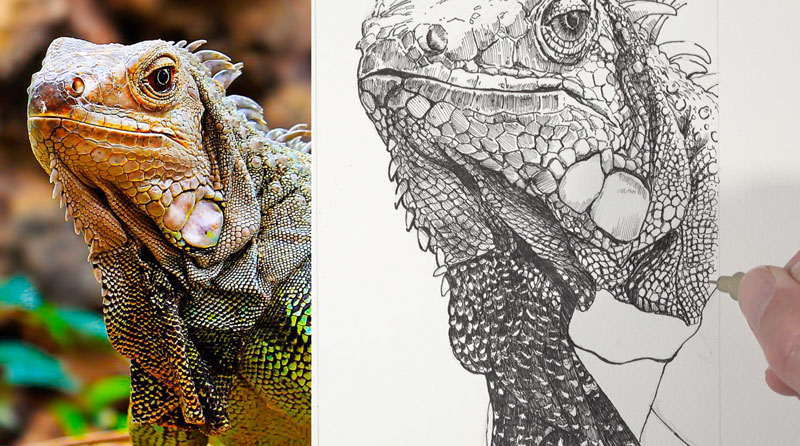 Dessiner la texture à l'échelle du corps de l'iguane avec un stylo et de l'encre