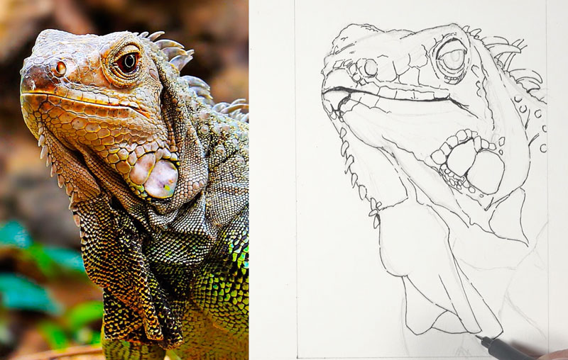Initial pen and ink applications on the body of the iguana