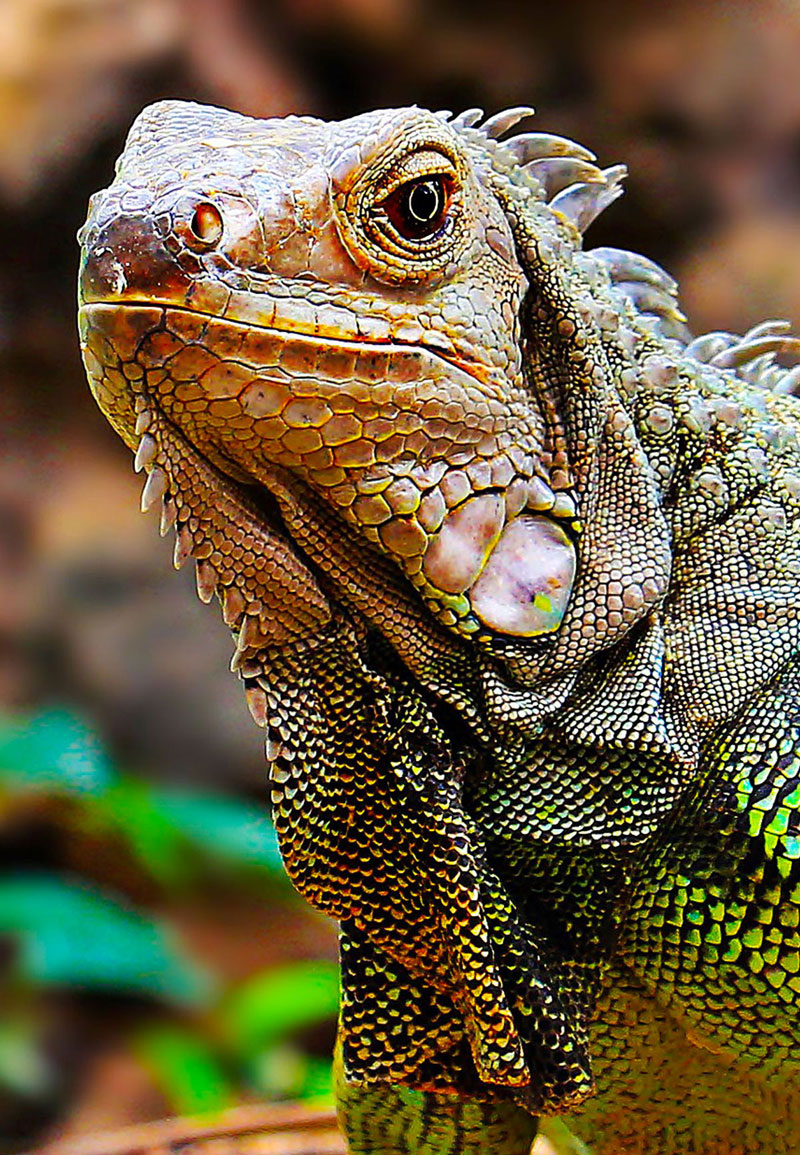 Référence de photo d'iguane