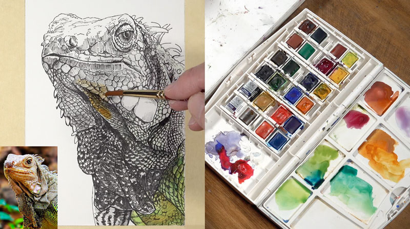 First watercolor washes on the body of the iguana