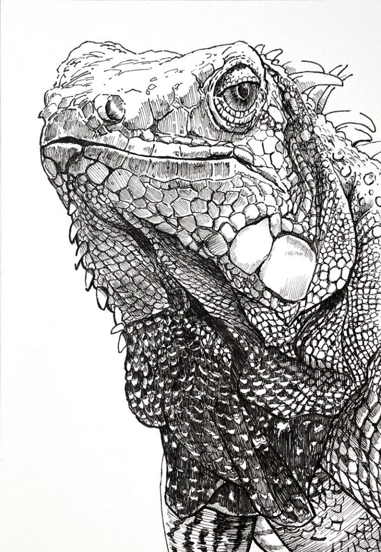 How to Draw an Iguana with Pen and Ink