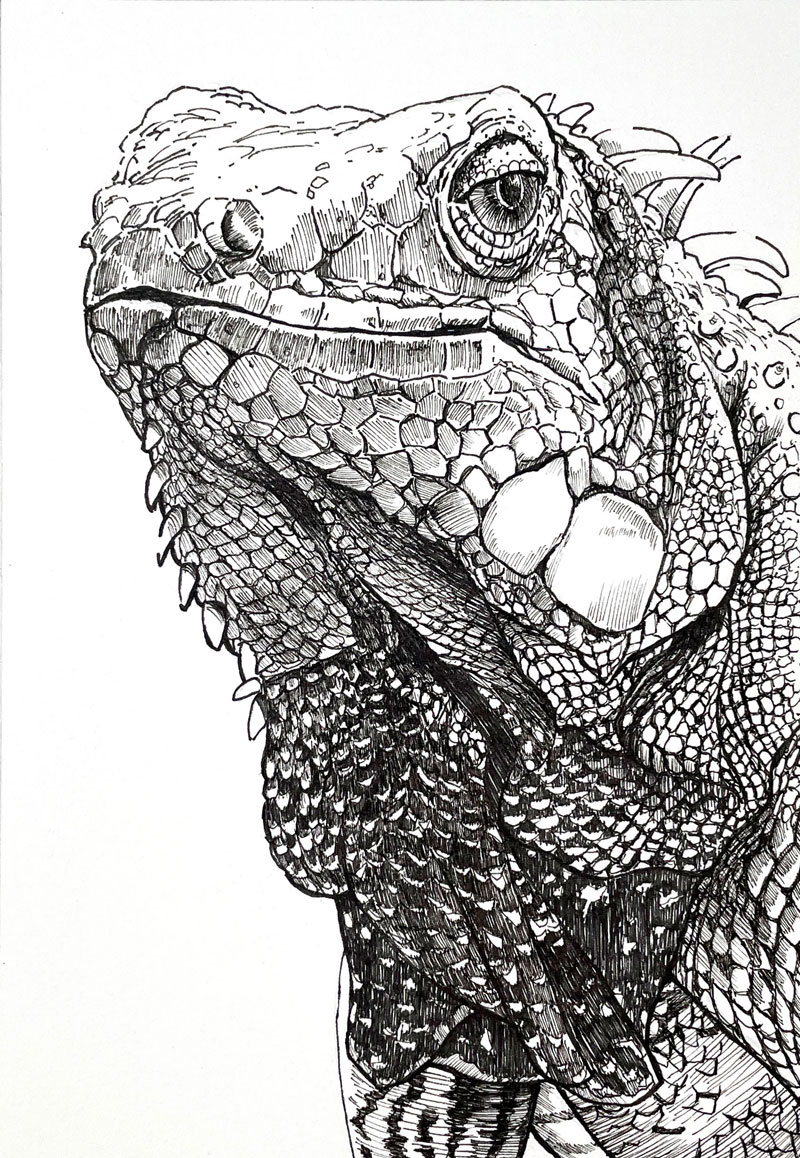 Pen and ink drawing of an iguana