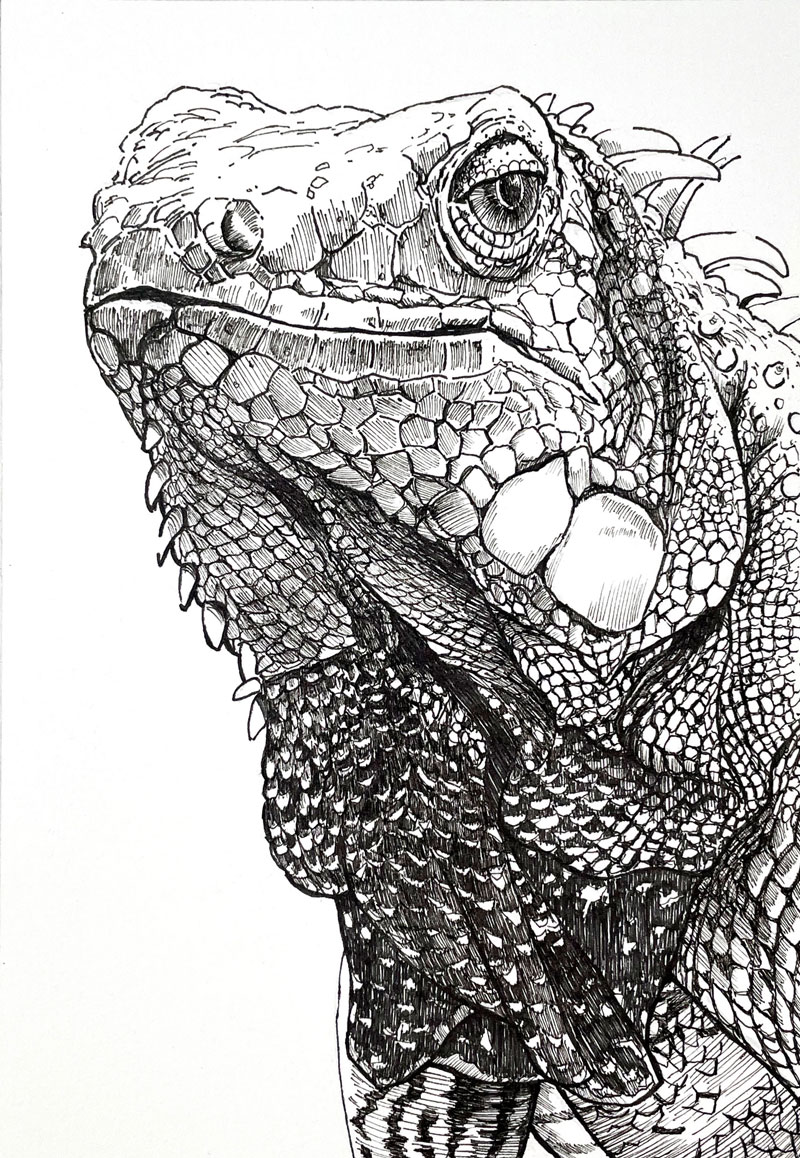 Dessin à la plume et à l'encre d'un iguane