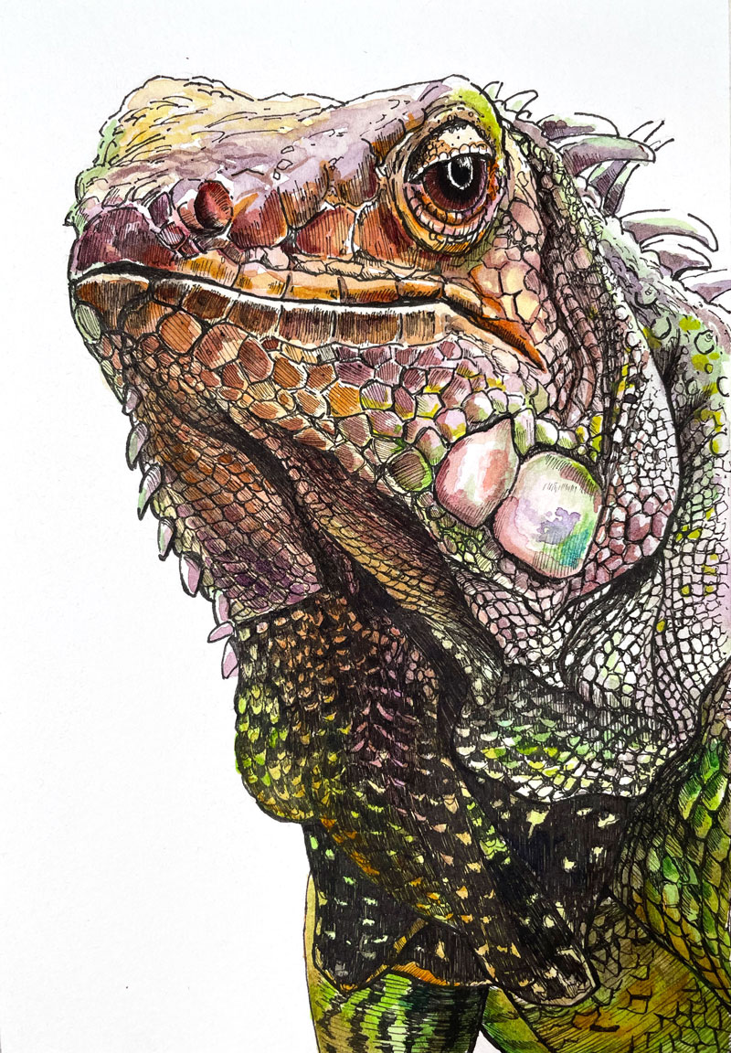 Peinture à l'aquarelle d'un iguane