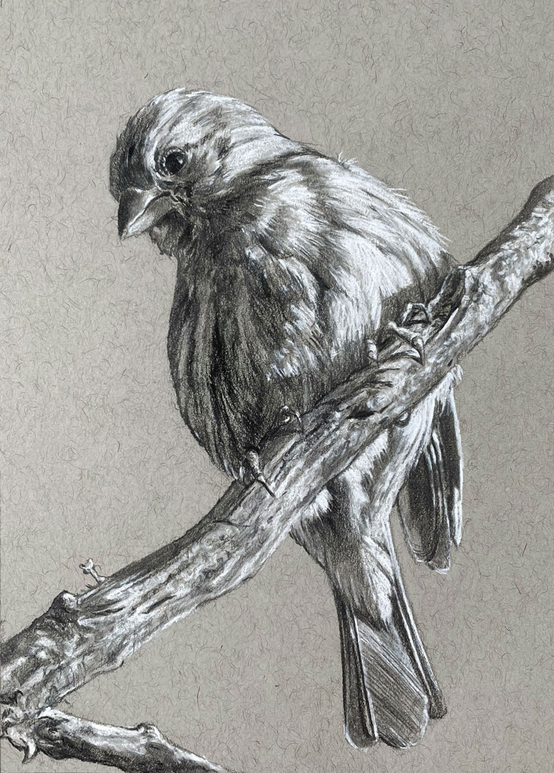 Bird drawing with matte graphite pencils and white charcoal