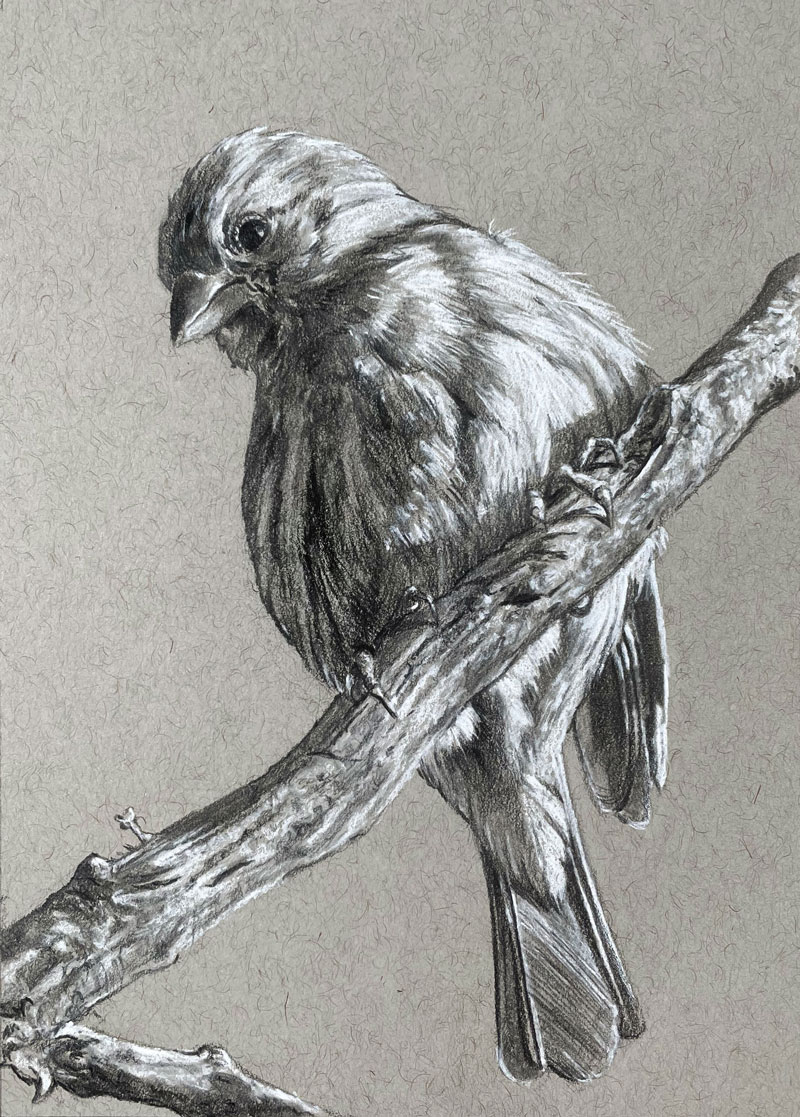 https://thevirtualinstructor.com/blog/wp-content/uploads/2022/05/bird-drawing-with-black-matte-pencils-800.jpg