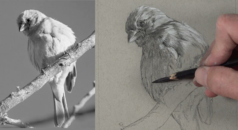 Shading the upper part of the bird with matte drawing pencils