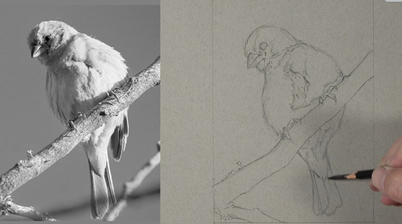 Sketching the contour lines of the bird with matte black drawing pencils