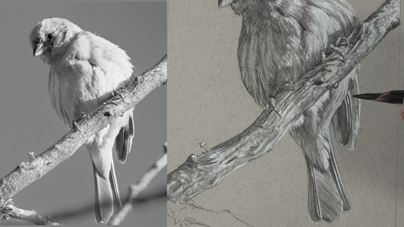 Drawing the lower portion of the body of the bird with matte drawing pencils