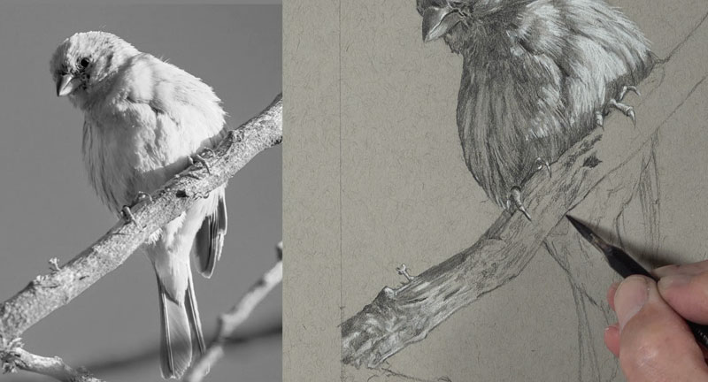 Drawing the textures of the branch with matte pencils and white charcoal