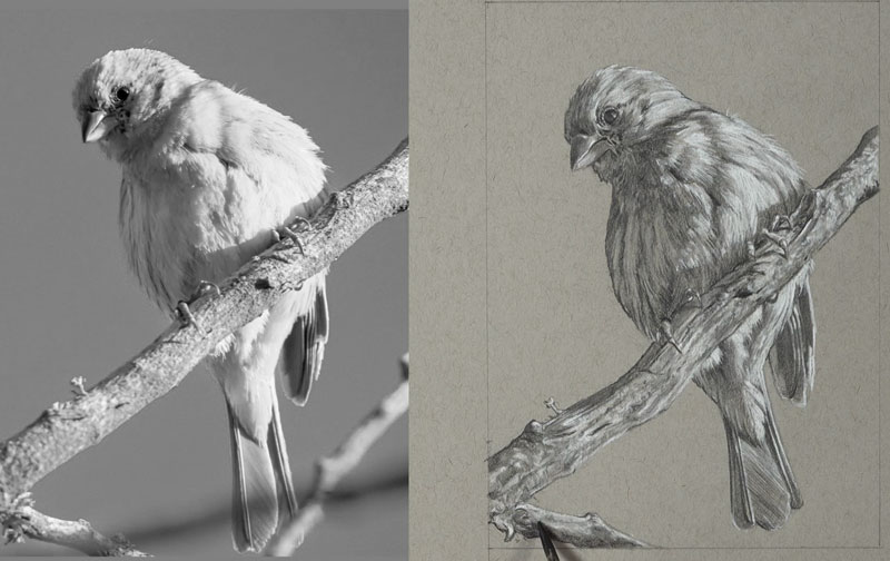Completing the drawing of the bird with matte drawing pencils and white charcoal