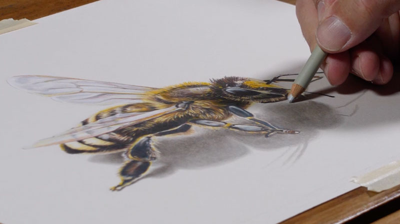 Prismacolor Premier Colored Pencils in action