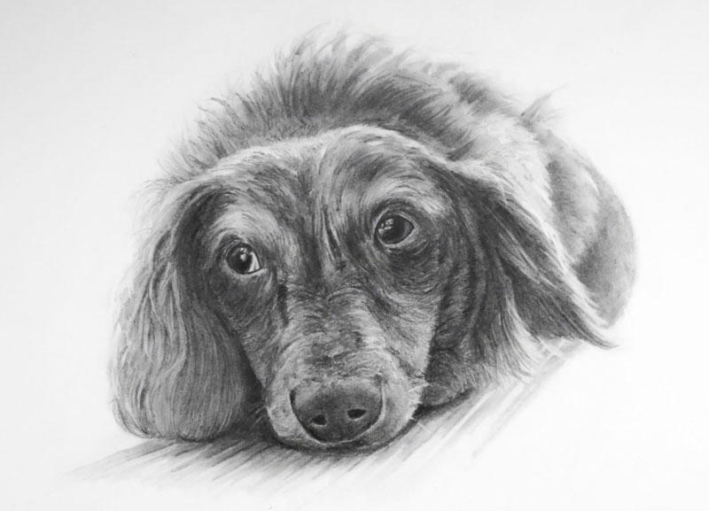 Drawing of a dog with powdered graphite