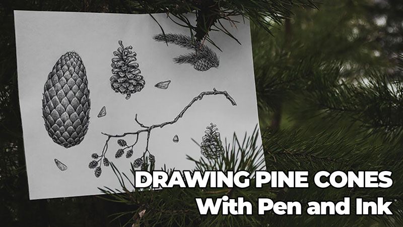 Drawing Pine Cones with Pen and Ink