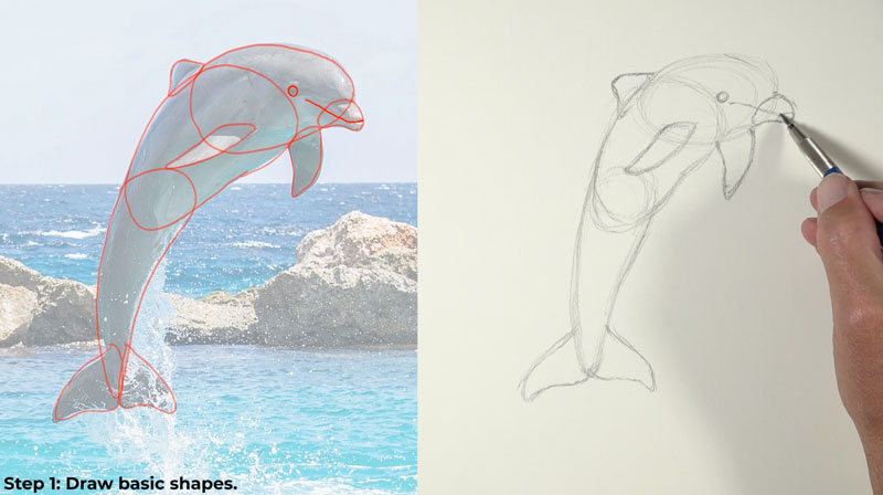 Draw basic shapes of the dolphin