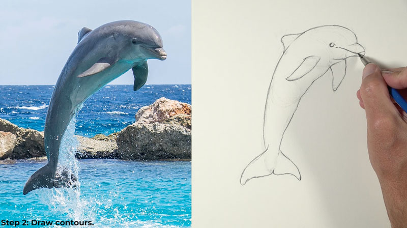 Draw the contours of the Dolphin 