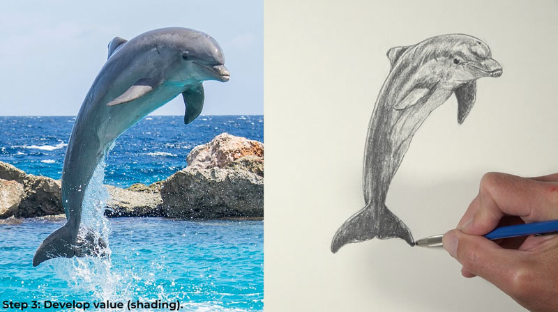 Shade the drawing of a Dolphin