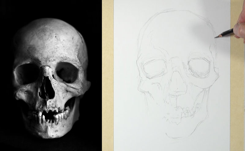 Charcoal skull drawing - graphite sketch