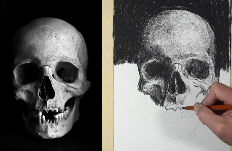 Charcoal Skull Sketch - shading the middle of the skull