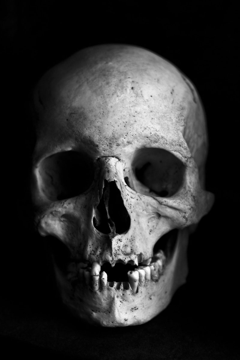 Skull photo reference