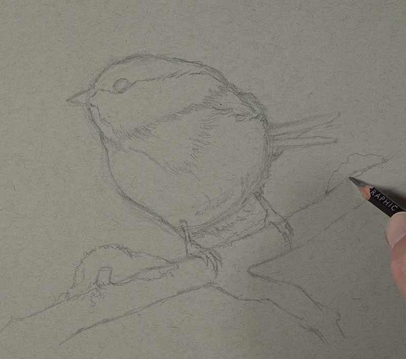 Sketching the bird with graphite pencils