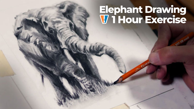 How to draw an elephant with charcoal