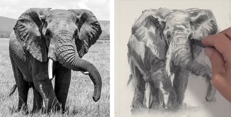 Drawing highlights and darker values on the elephant